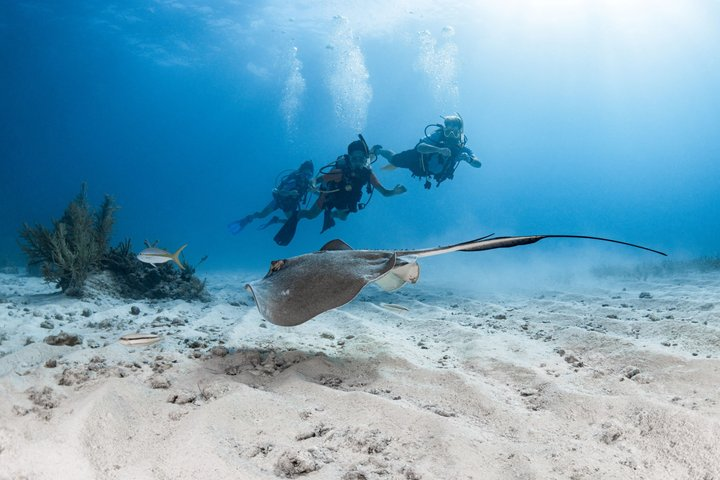 Key Largo 2-Tank Boat Dive for Certified Divers - Photo 1 of 15